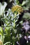 Rhodiola heterodonta. Верхушка цветущего растения. Южный Казахстан, Таласский Алатау, ущелье Коксай, высота 2600 м н.у.м. 20.07.2010.