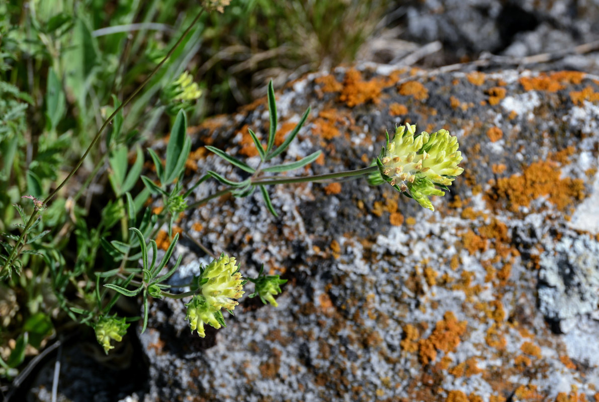 Image of genus Anthyllis specimen.