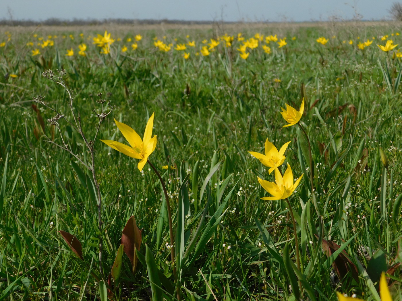 Изображение особи Tulipa biebersteiniana.