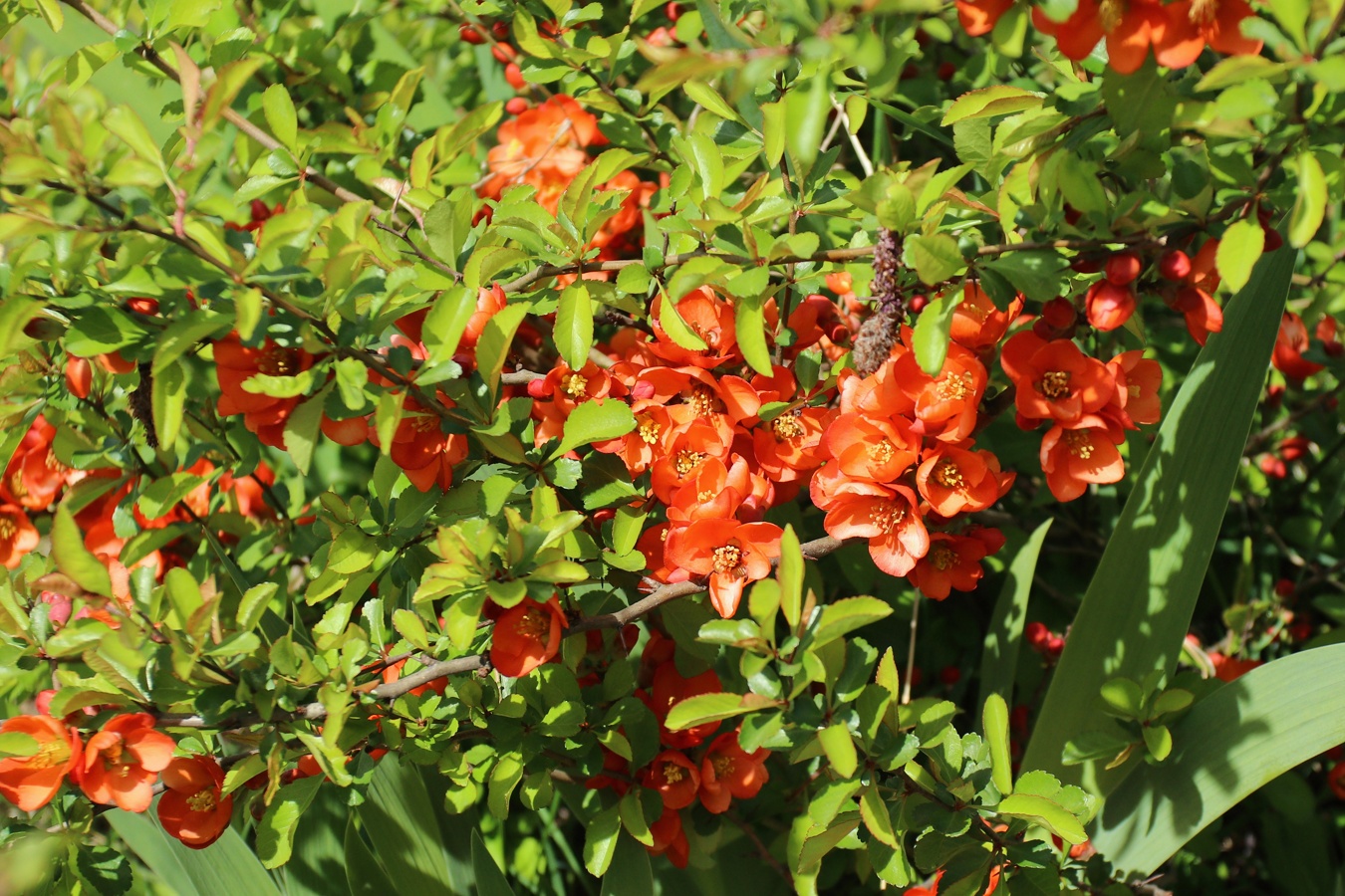 Image of Chaenomeles japonica specimen.