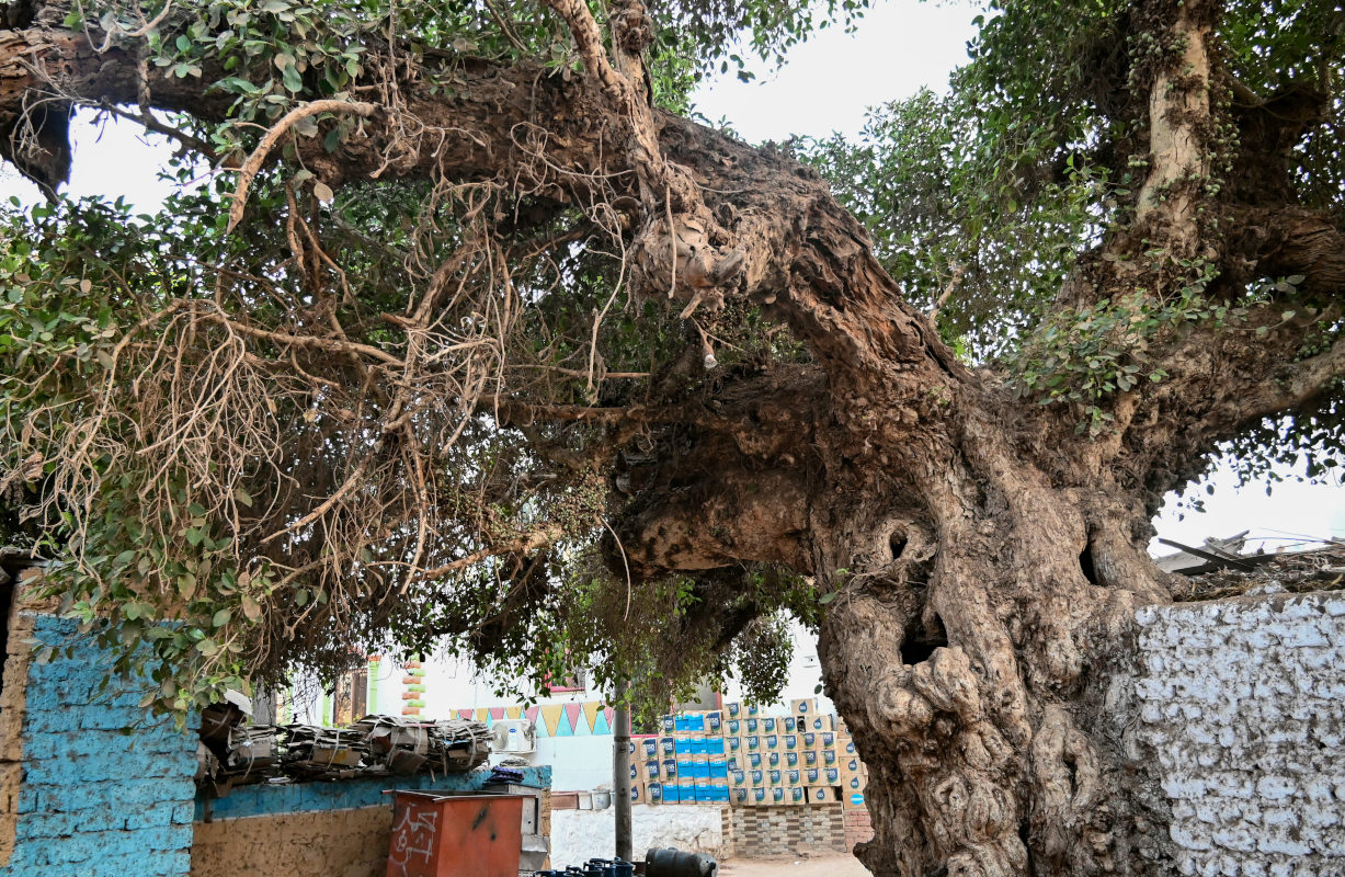 Изображение особи Ficus sycomorus.