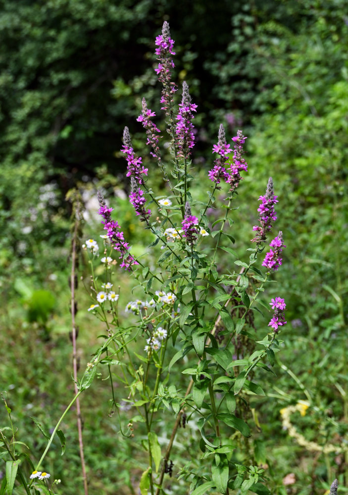 Image of Lythrum salicaria specimen.