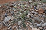 Schrenkia vaginata. Цветущее растение. Таджикистан, Согдийская обл., Исфара, глинисто-щебнистый склон. 1 мая 2023 г.