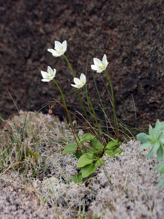 Изображение особи Parnassia palustris.