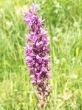 Dactylorhiza umbrosa