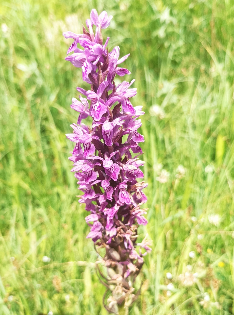 Image of Dactylorhiza umbrosa specimen.