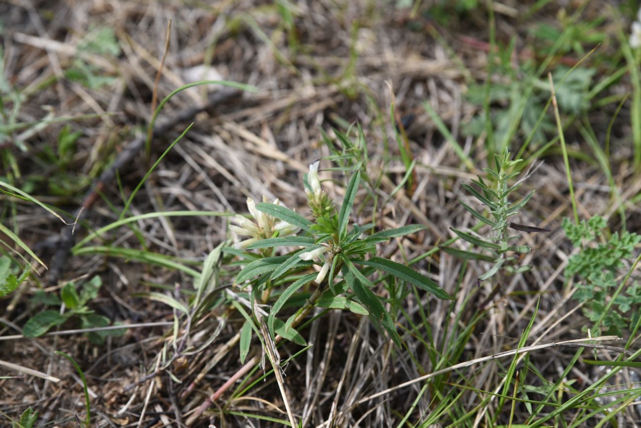 Изображение особи семейство Fabaceae.