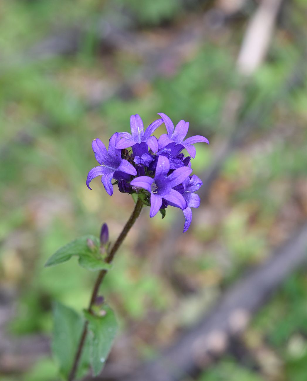 Image of Campanula glomerata specimen.