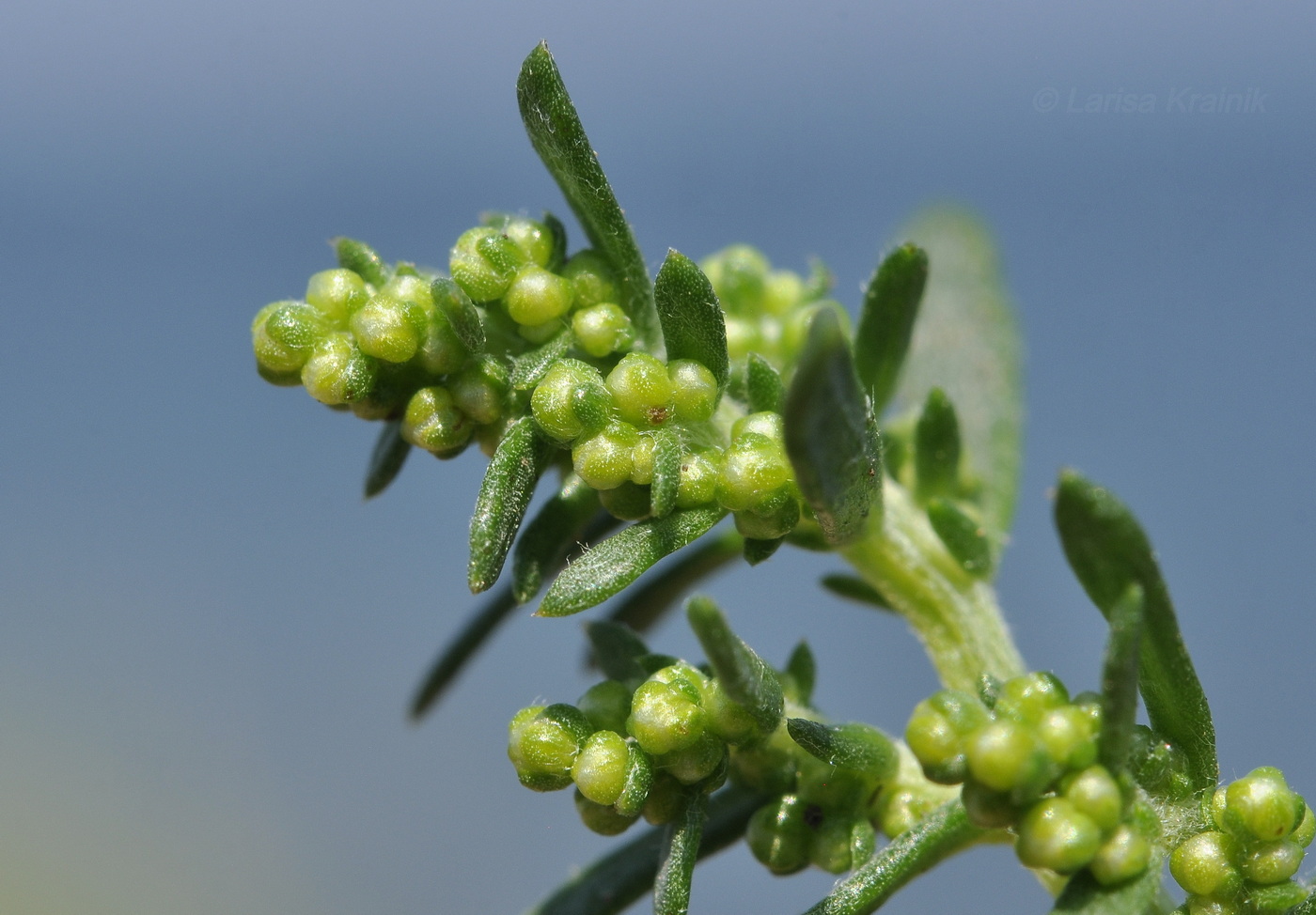 Изображение особи семейство Chenopodiaceae.