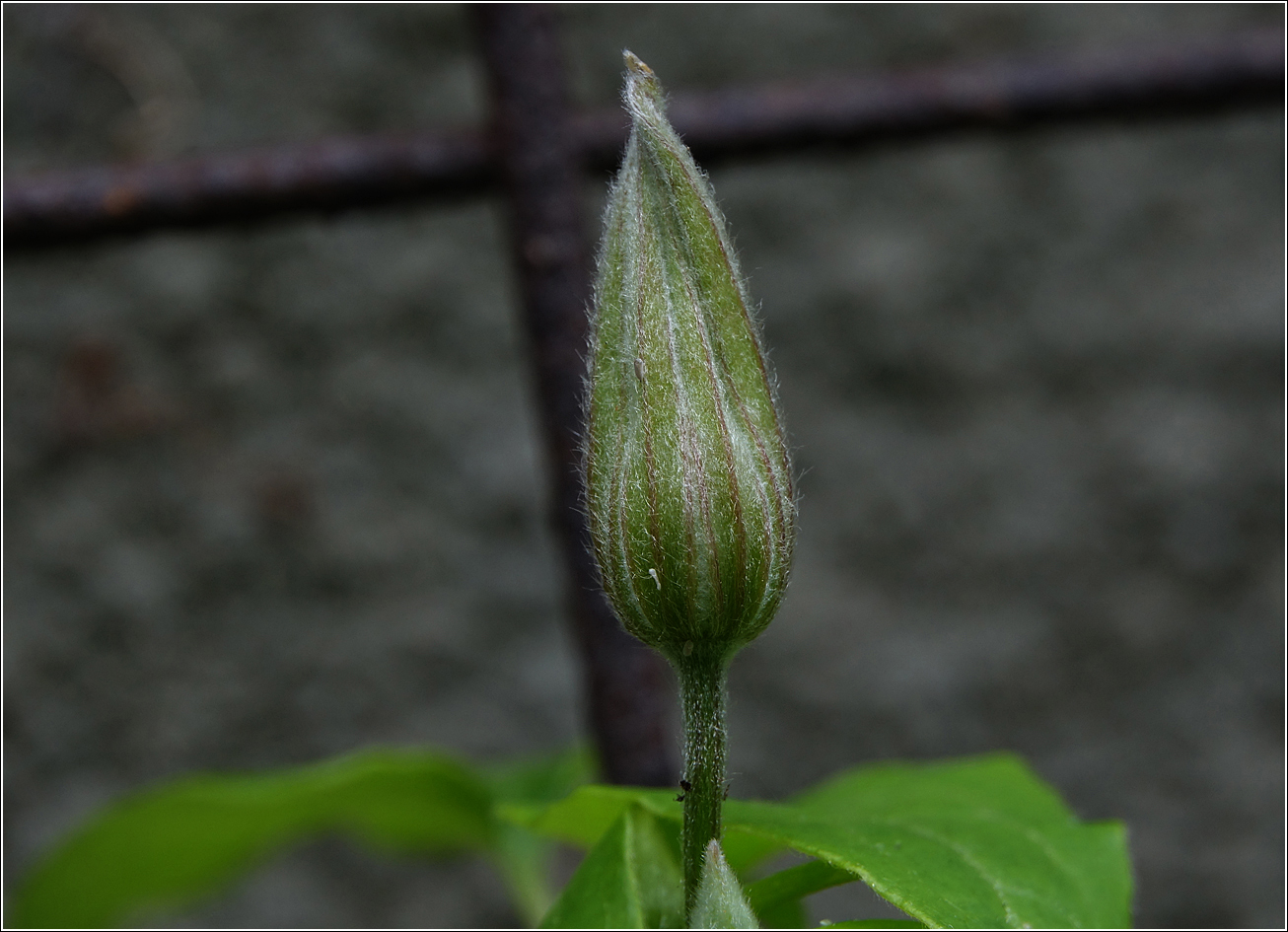 Image of Clematis × jackmanii specimen.
