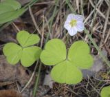 Oxalis acetosella. Цветок и листья. Пермский край, г. Пермь, Дзержинский р-н, м-н Акуловский, смешанный лес. 13.05.2023.