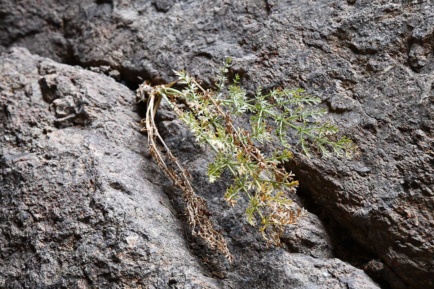 Image of familia Apiaceae specimen.