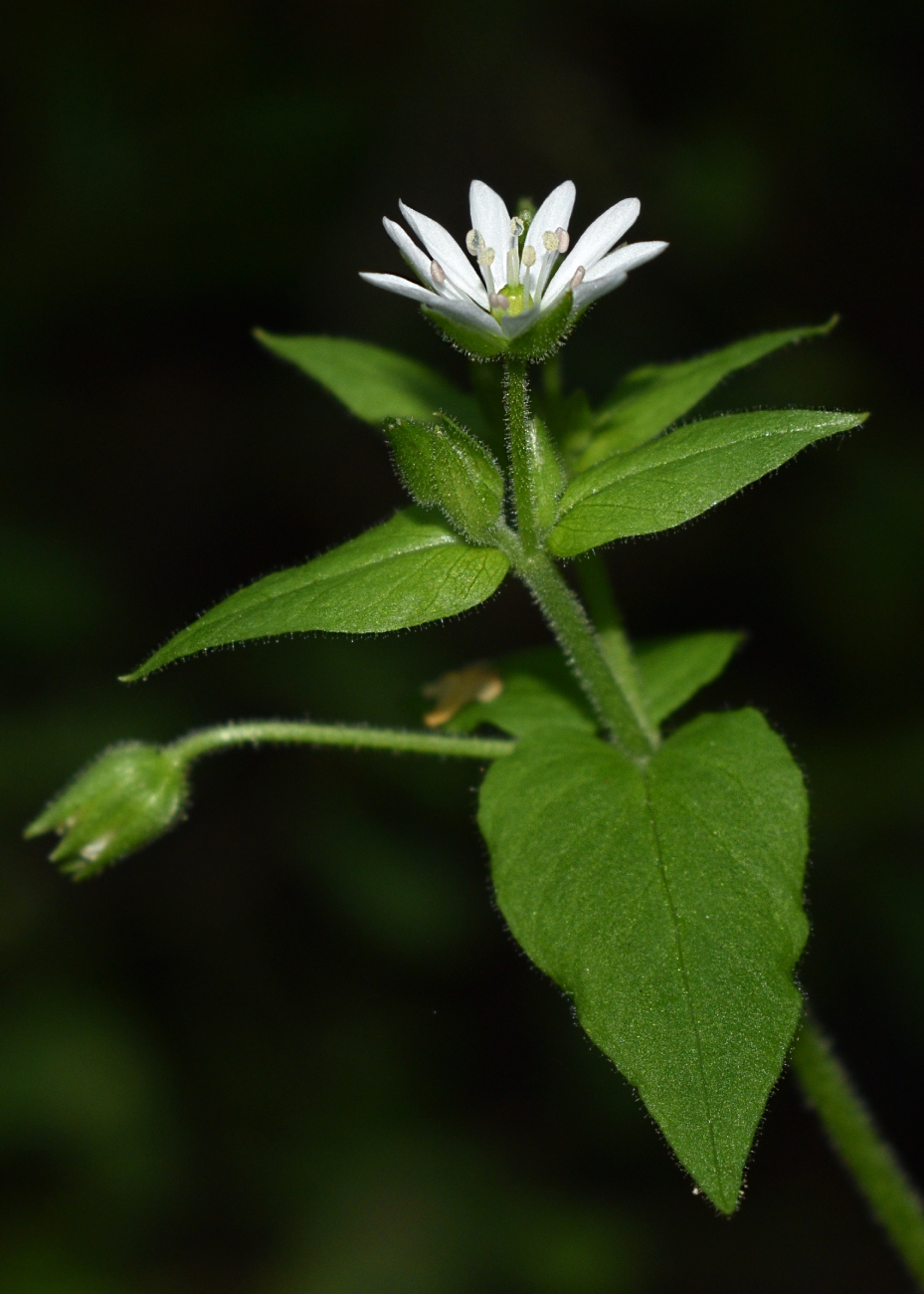 Изображение особи Myosoton aquaticum.