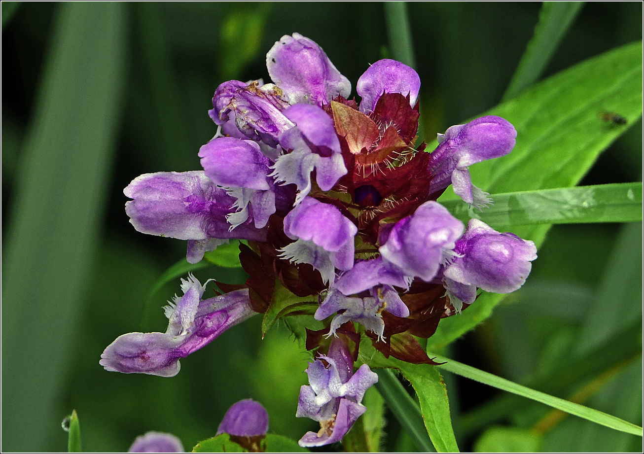 Image of Prunella vulgaris specimen.