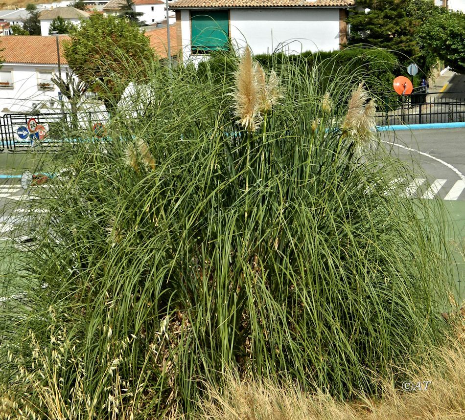 Изображение особи Cortaderia selloana.