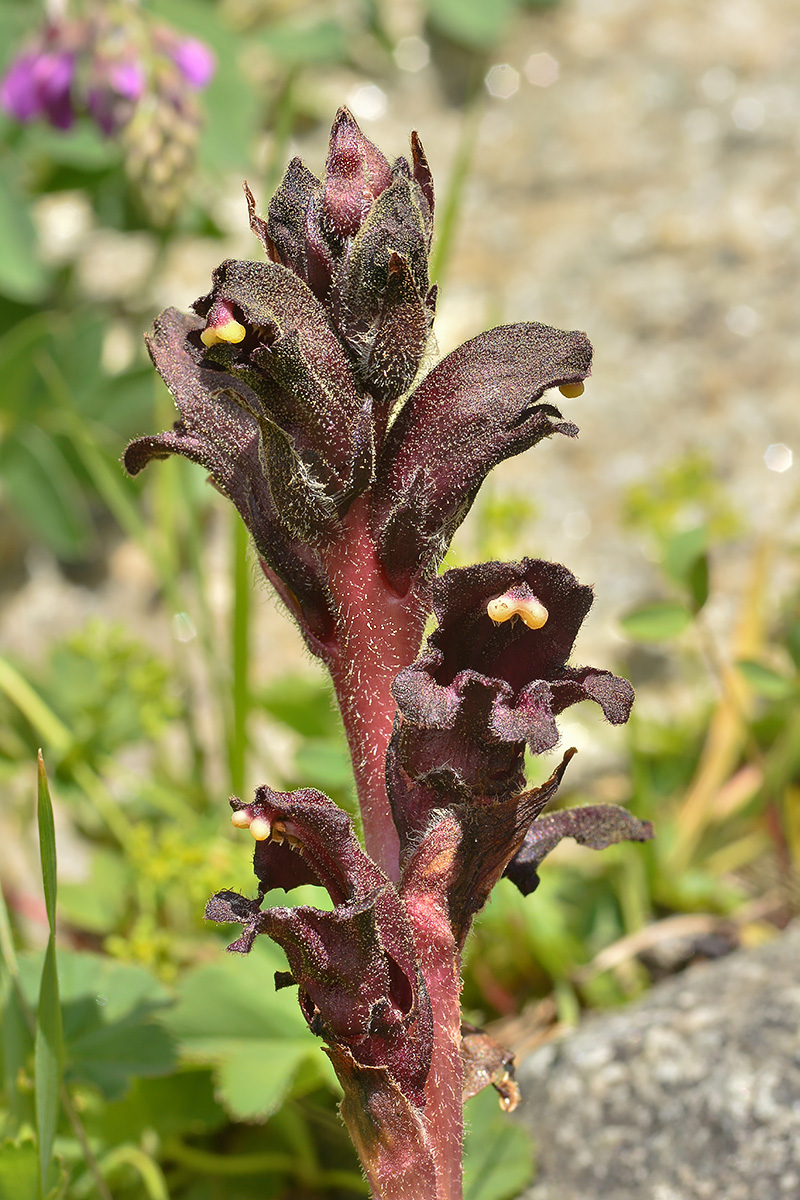 Изображение особи Orobanche gamosepala.