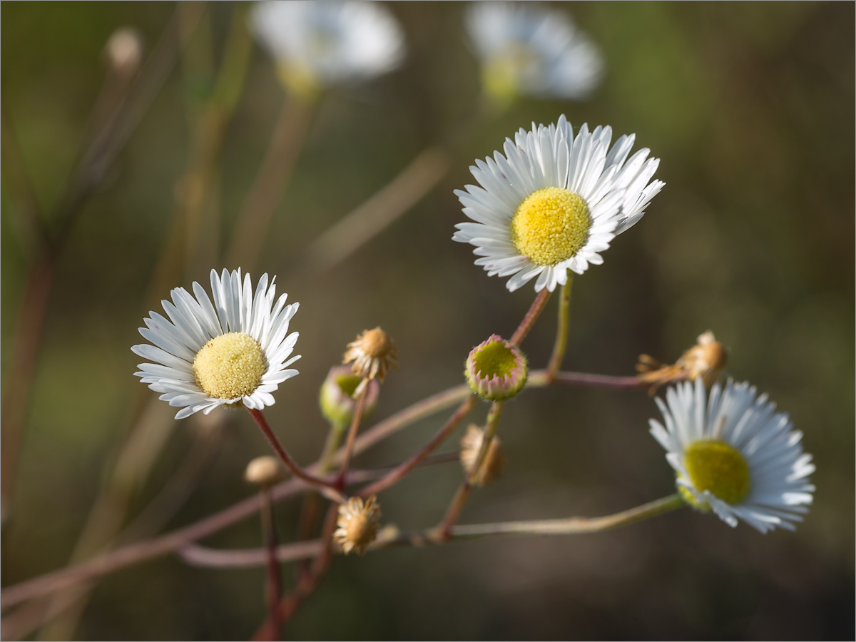 Изображение особи род Erigeron.