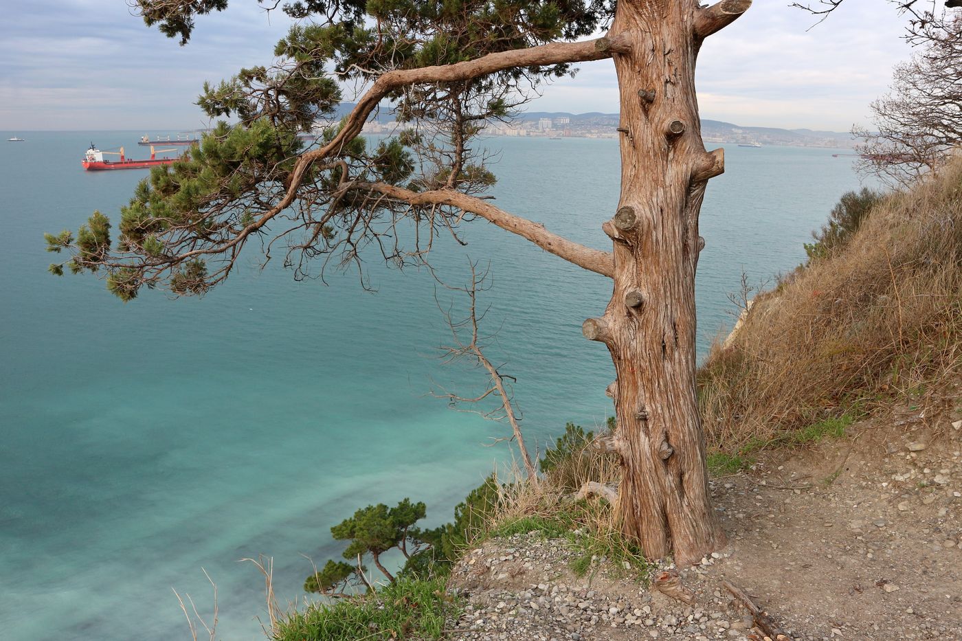 Image of Juniperus excelsa specimen.