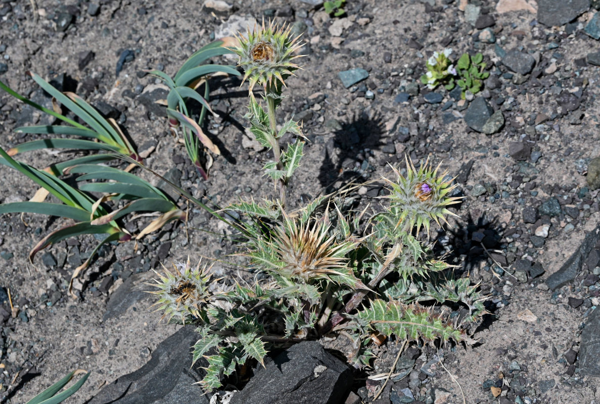 Image of Cousinia speciosa specimen.