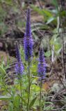 Veronica spicata. Верхушки цветущих растений. Пермский край, г. Пермь, Ленинский р-н, станция Блочная, разнотравный луг. 18.06.2023.