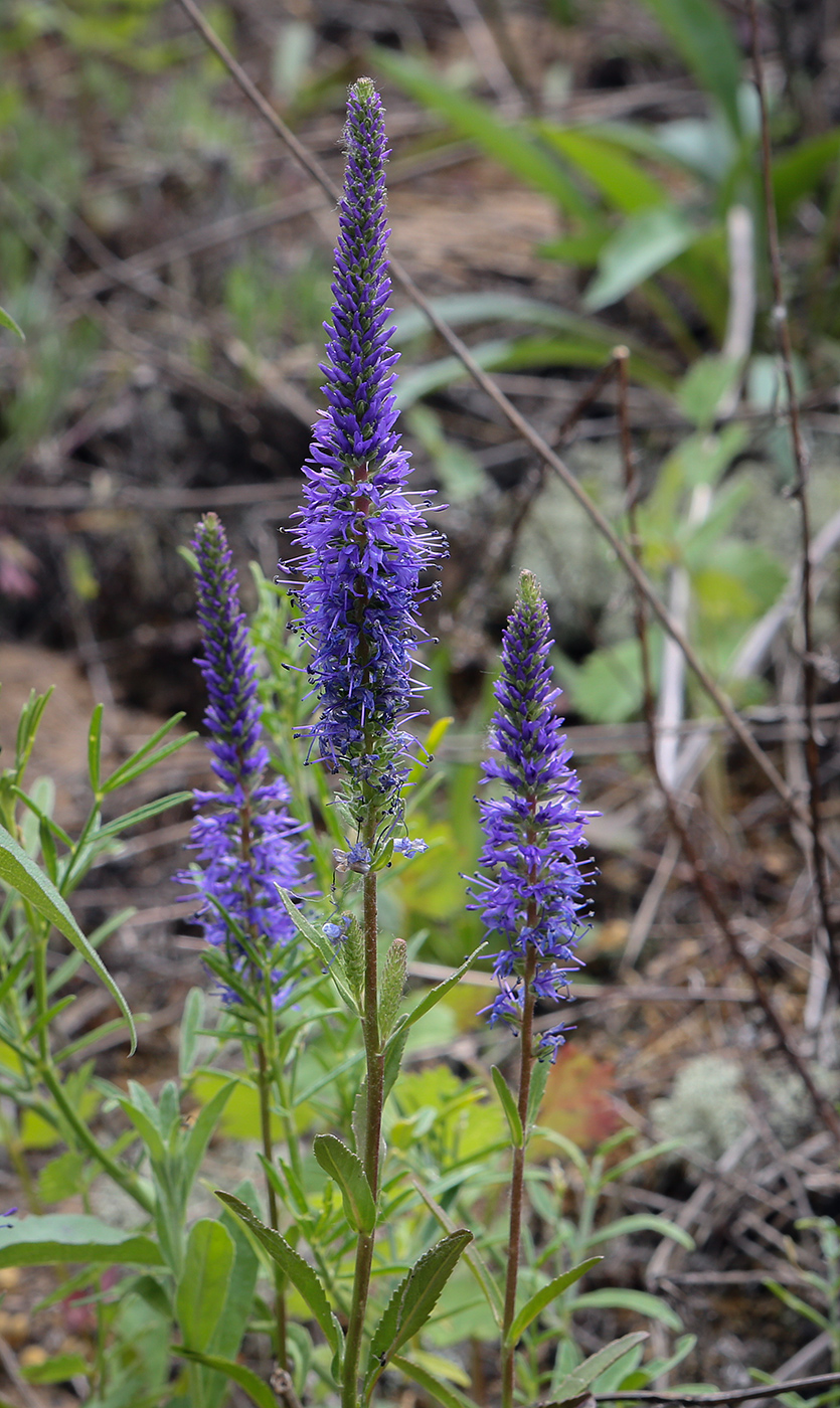 Изображение особи Veronica spicata.