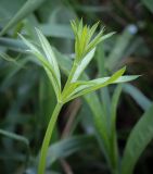 Galium rivale. Верхушка вегетирующего побега. Пермский край, Кунгурский р-н, окр. дер. Дейково, окр. ур. Греховская гора, сырой луг. 25.06.2023.