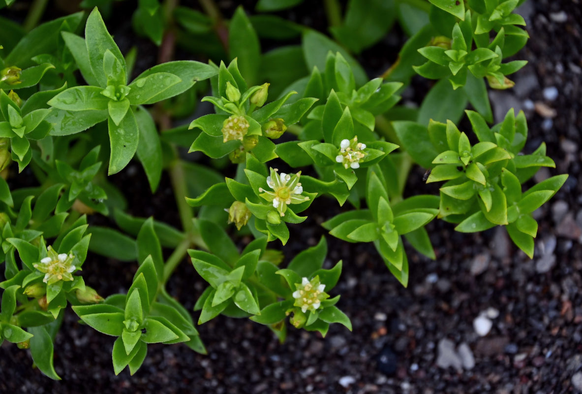 Изображение особи Honckenya peploides ssp. major.