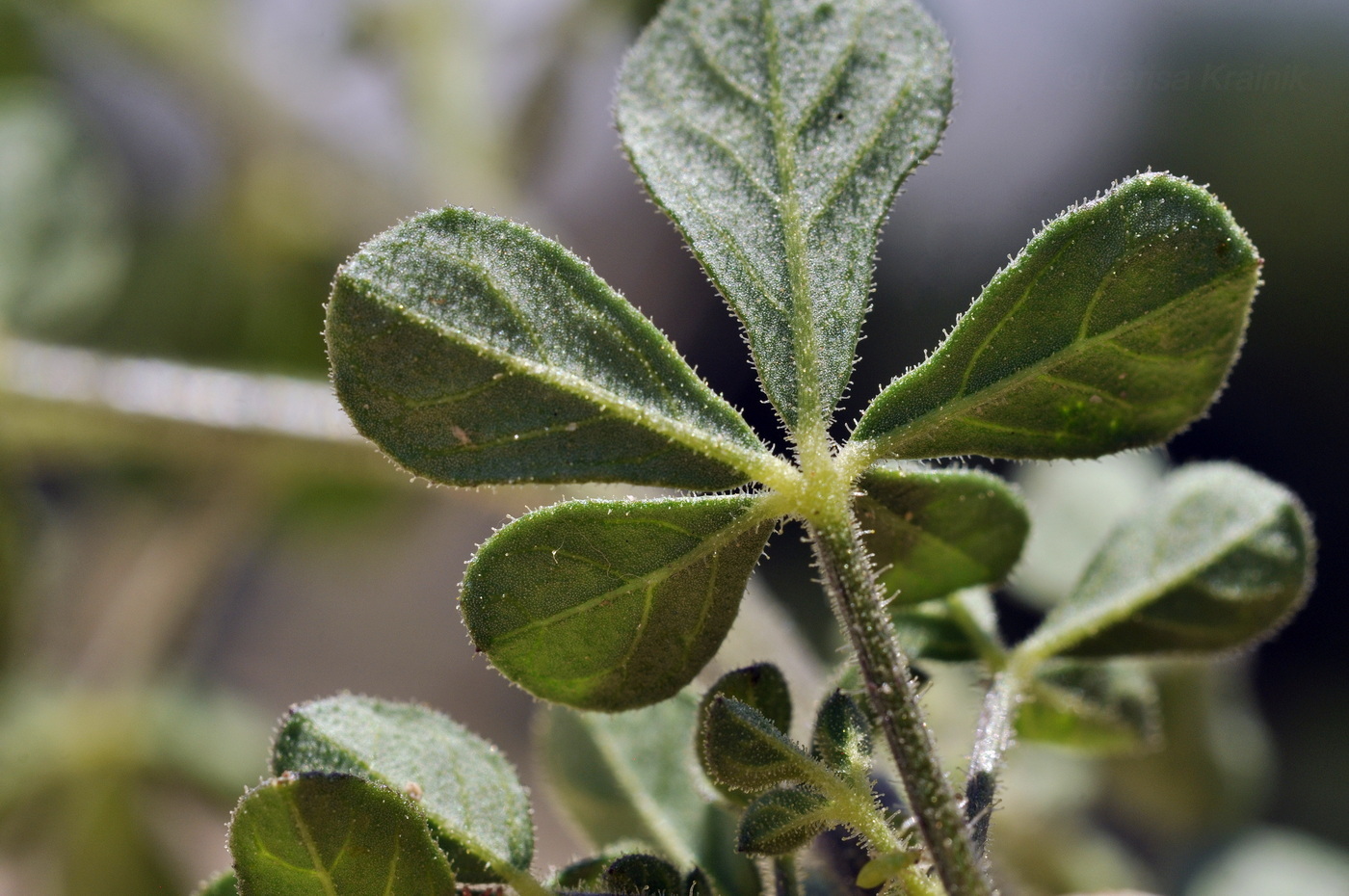Image of Cleome viscosa specimen.