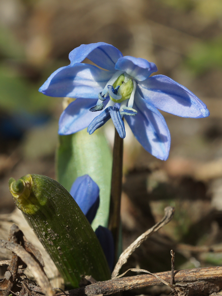 Изображение особи Scilla siberica.