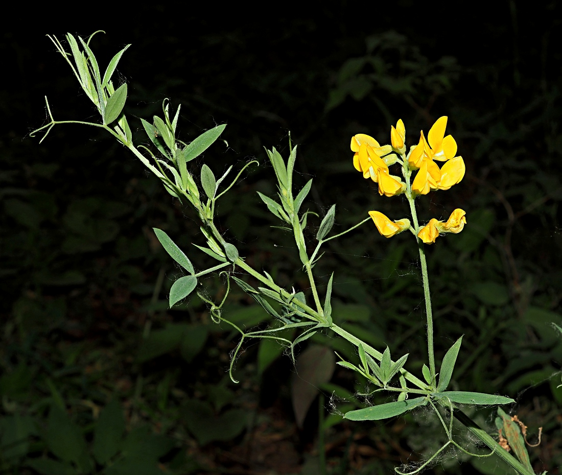 Изображение особи Lathyrus pratensis.