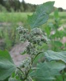 Chenopodium album. Верхушка зацветающего растения. Коми, г. Сыктывкар, окраина, обочина проселочной дороги. 28.06.2010.