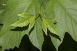 Viburnum opulus