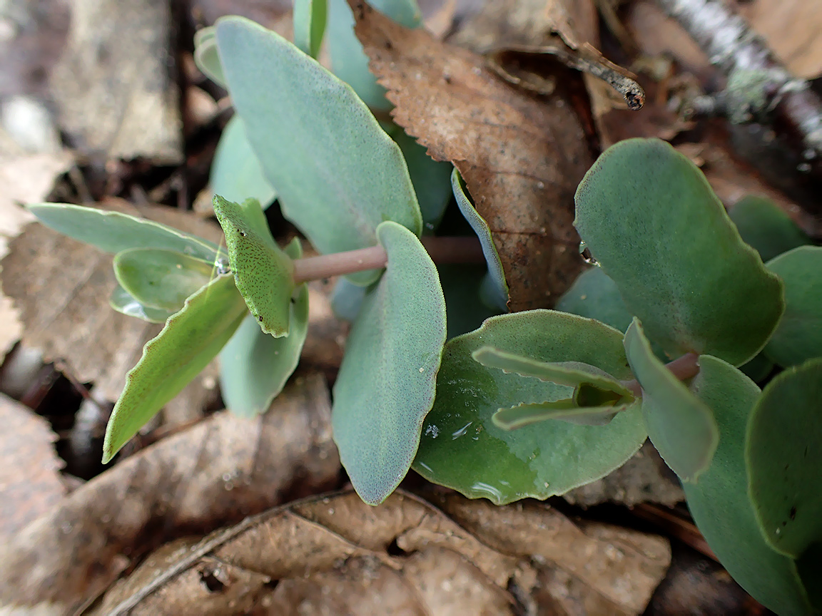 Image of genus Hylotelephium specimen.