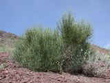 Ephedra equisetina