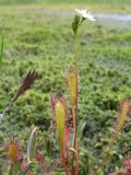 Drosera anglica