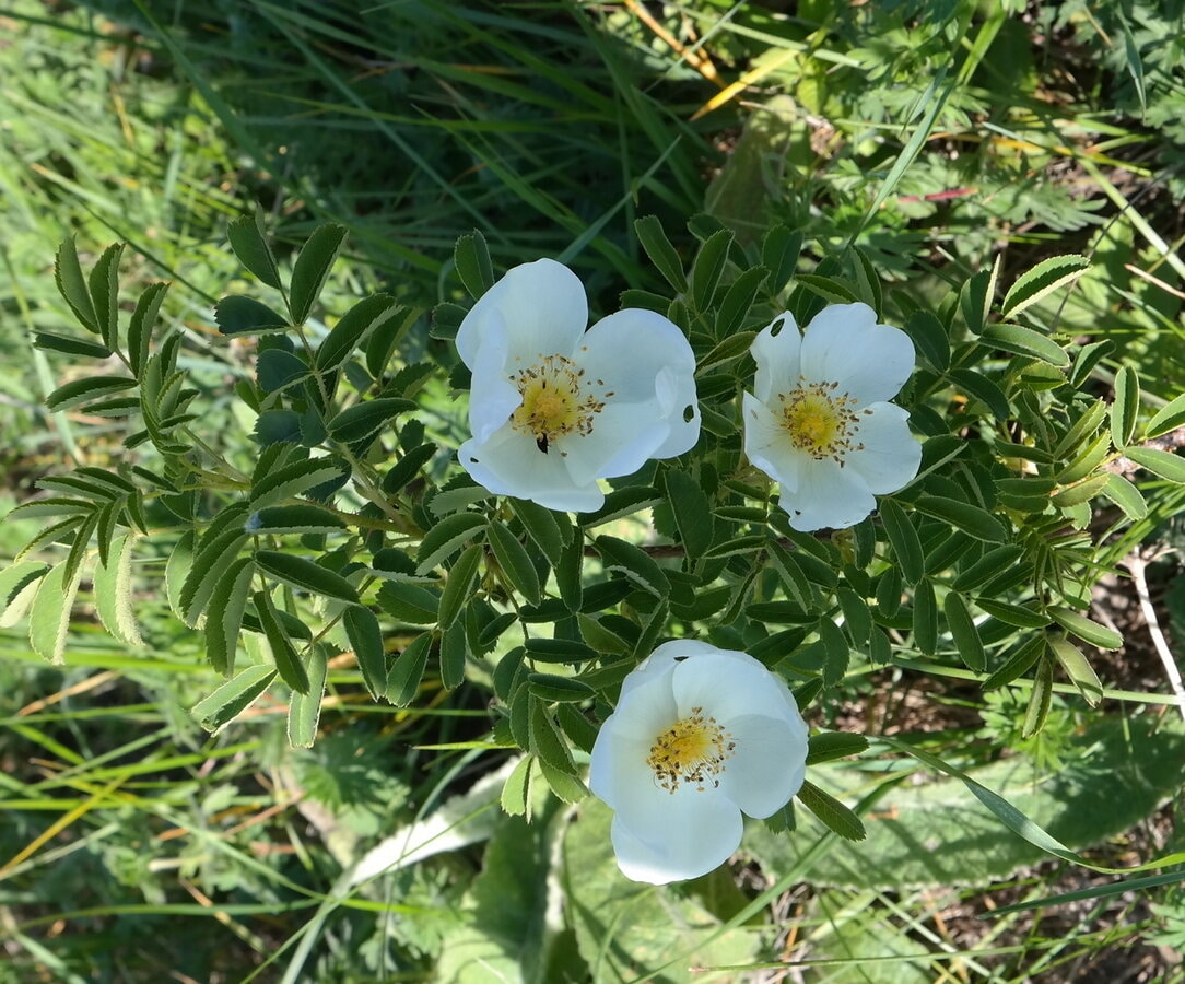 Изображение особи Rosa spinosissima.