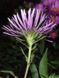 Symphyotrichum novae-angliae