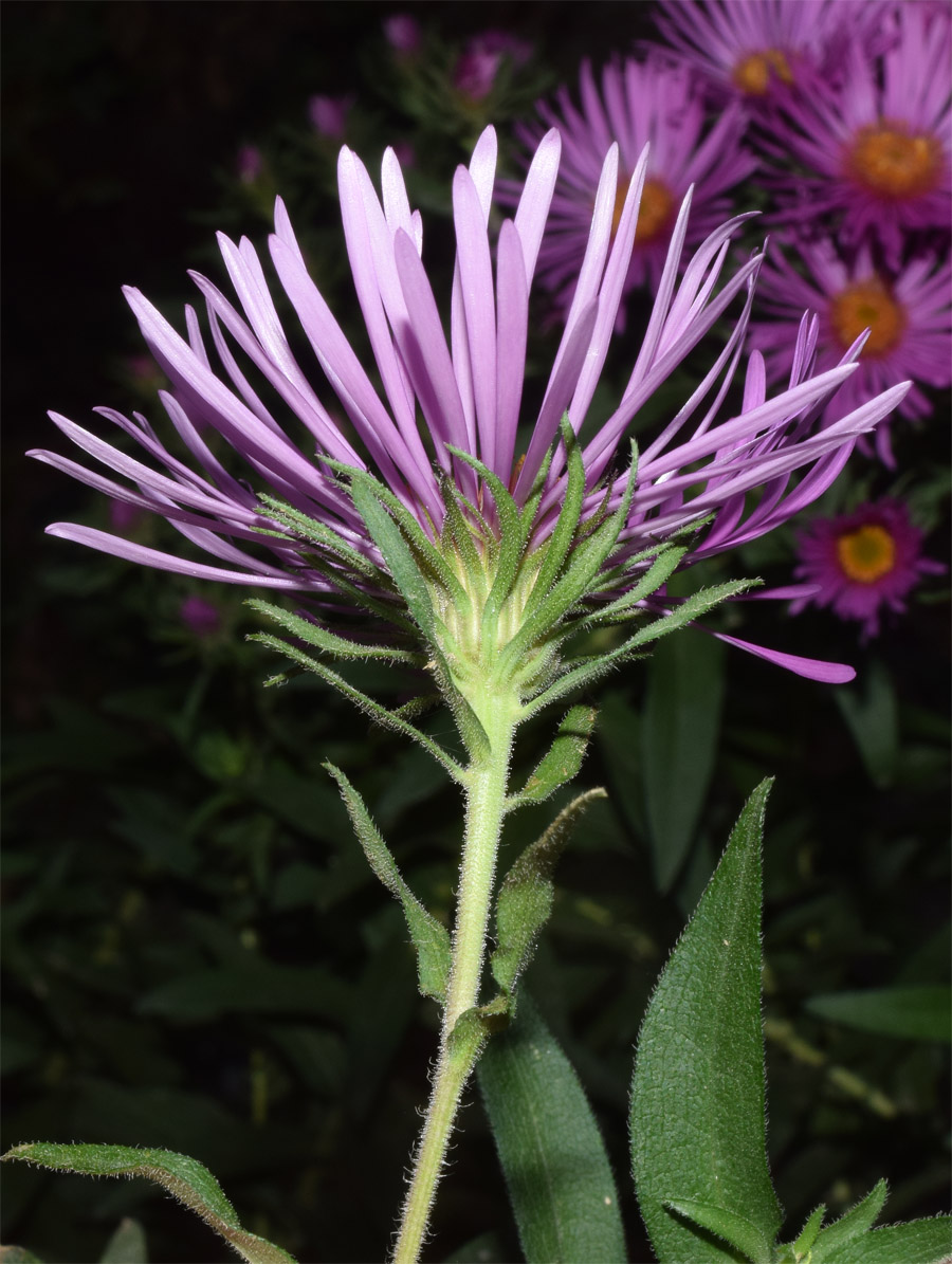 Изображение особи Symphyotrichum novae-angliae.
