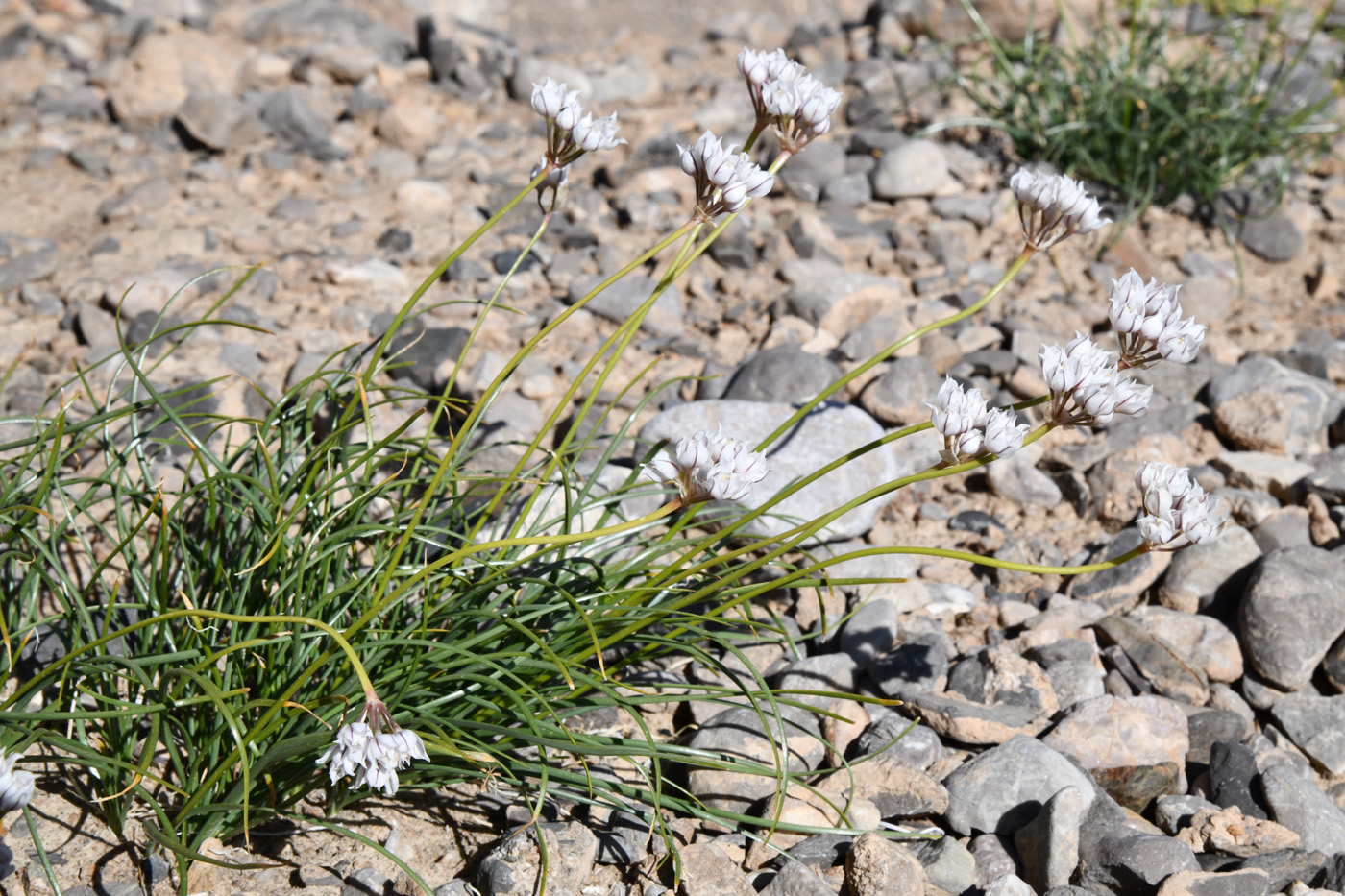 Изображение особи Allium oreoprasum.