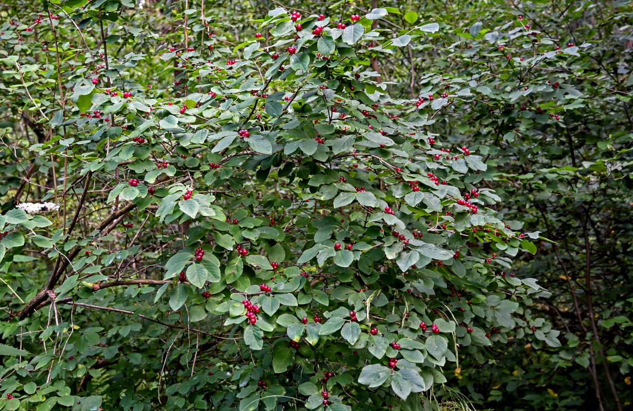 Image of Lonicera xylosteum specimen.