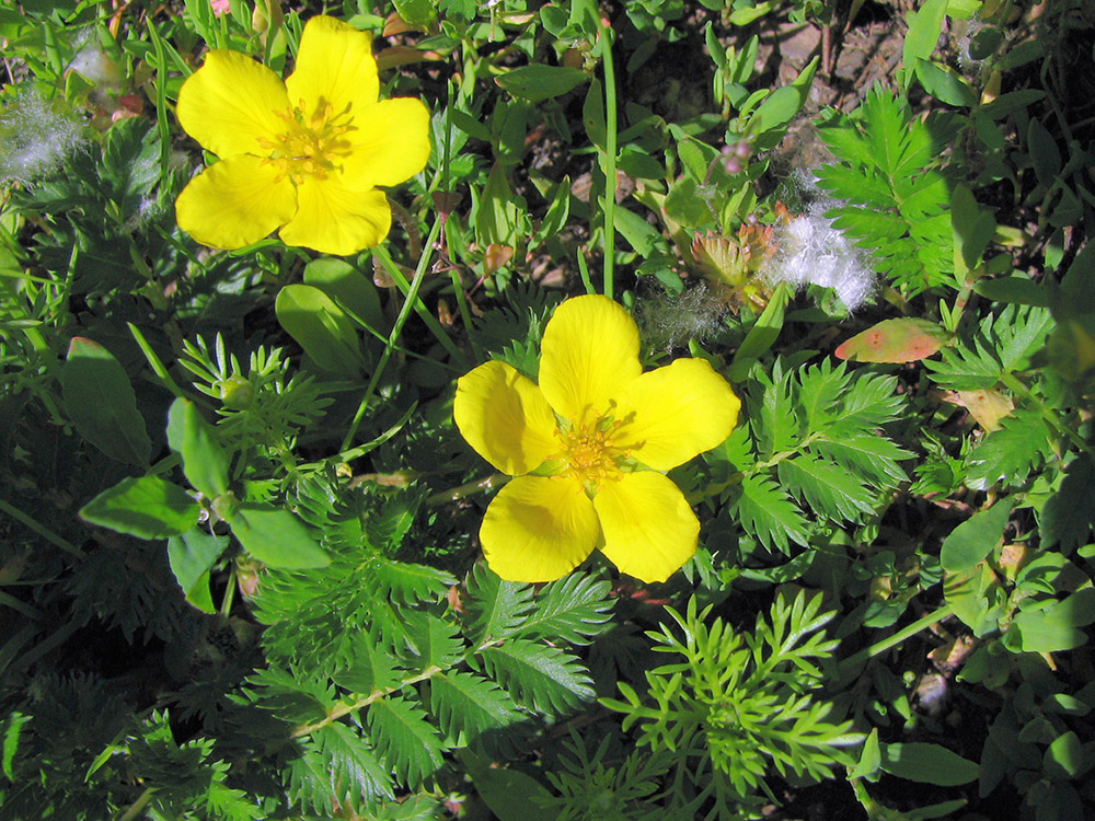 Image of Potentilla anserina specimen.