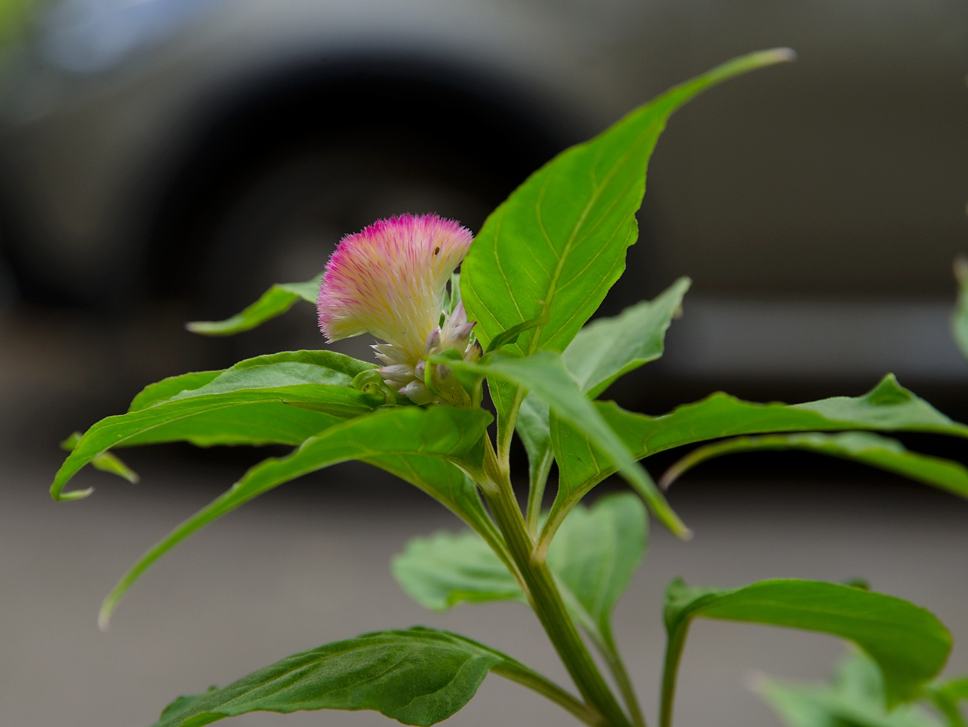Image of Celosia cristata specimen.