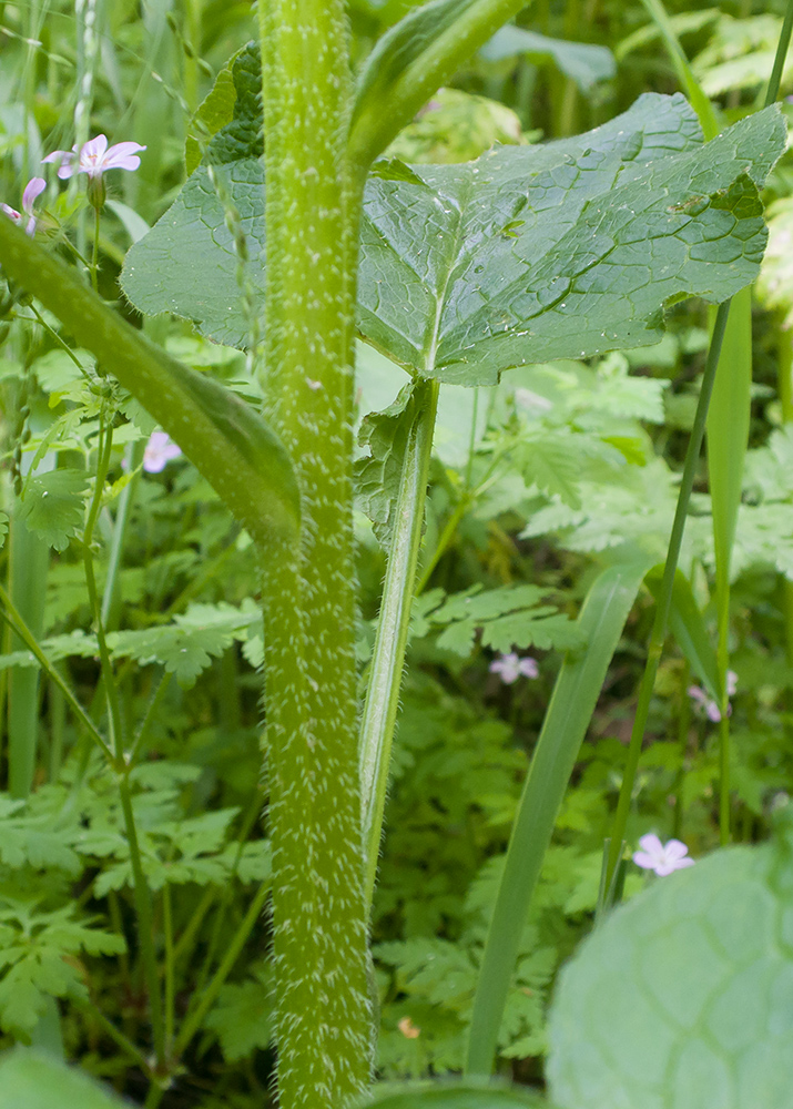 Изображение особи Symphytum asperum.