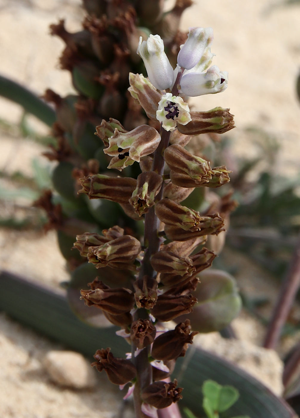 Изображение особи Bellevalia sessiliflora.