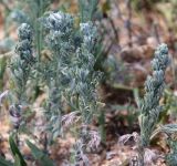 род Artemisia