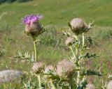 Cirsium balkharicum. Верхушка растения с соцветиями в разной степени развития. Кабардино-Балкария, Черекский р-н, пер. Курноят, ≈ 2100 м н.у.м., субальпийский луг. 29.07.2024.