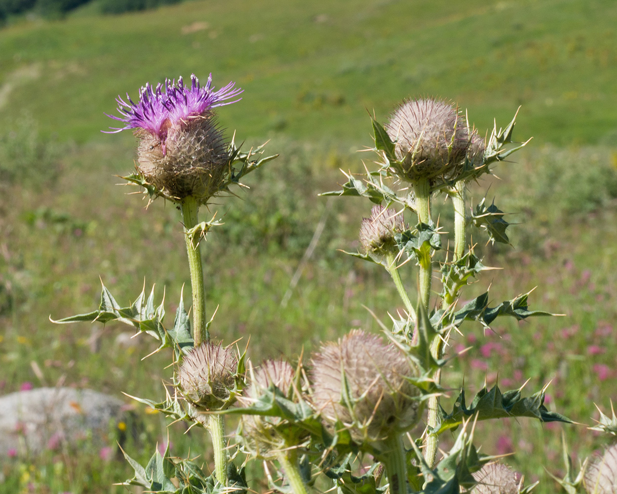 Image of Cirsium balkharicum specimen.