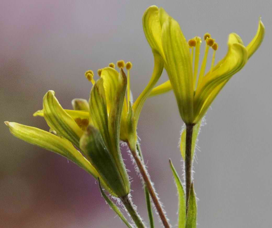 Изображение особи Gagea peduncularis.