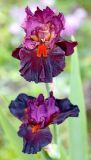 род Iris