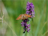 Betonica officinalis